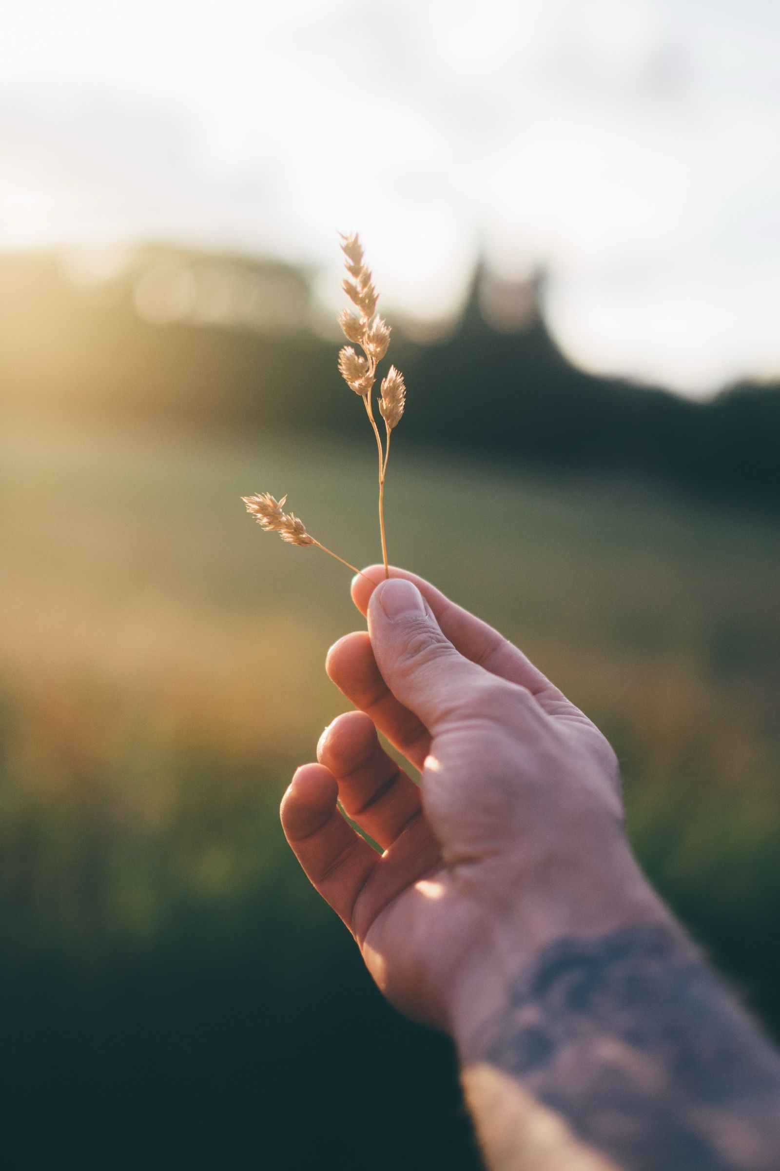 Hand holding a few dried grass stems in focus against a blurred sunlit meadow at golden hour