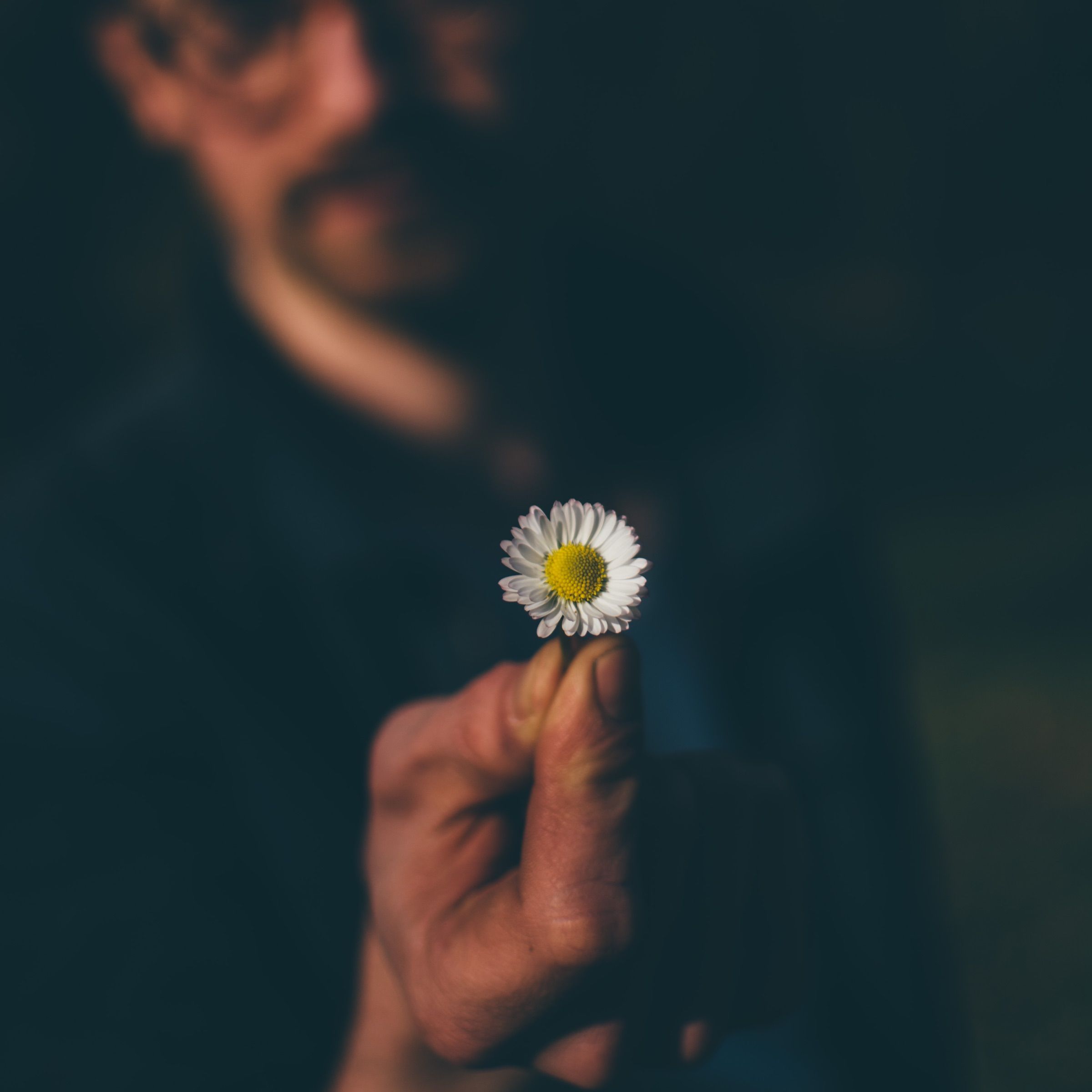 Small daisy held out in sharp focus toward the camera by a softly blurred figure in dark clothing