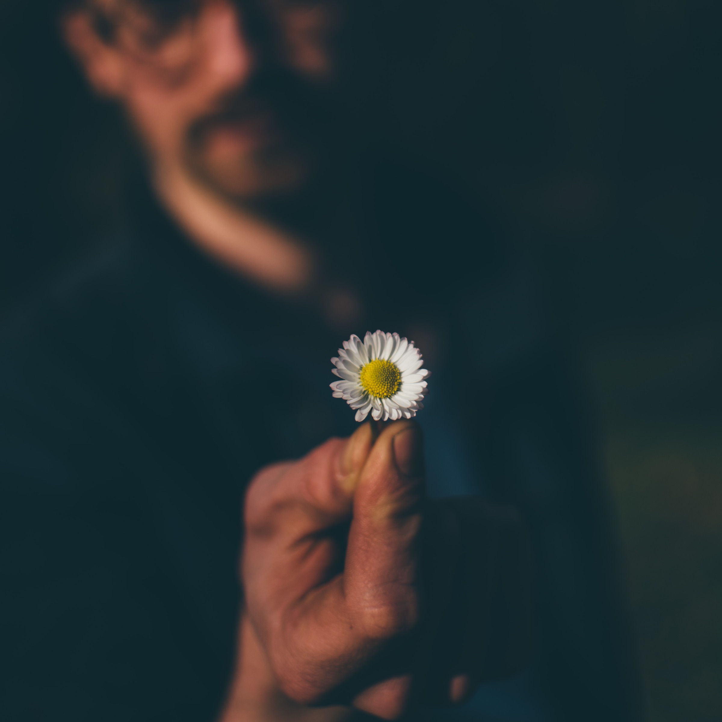 Small daisy held out in sharp focus toward the camera by a softly blurred figure in dark clothing